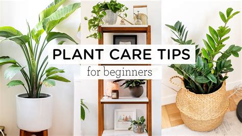 Snapchat Plant Care: Grow With Daily Tips