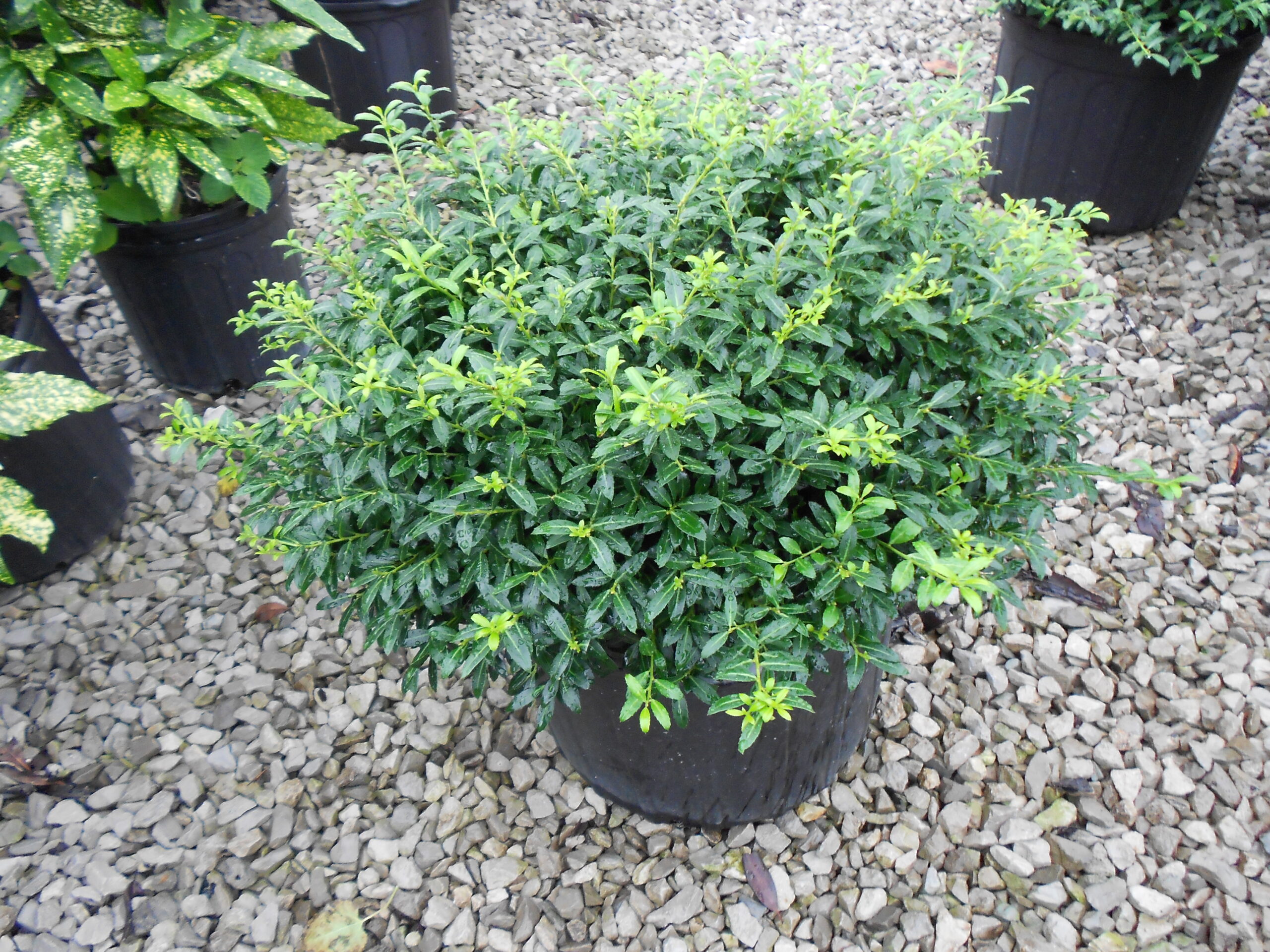 Soft Touch Holly: Low Maintenance Gardening