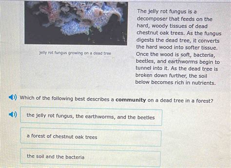 Solved The Jelly Rot Fungus Is A Decomposer That Feeds On The Hard