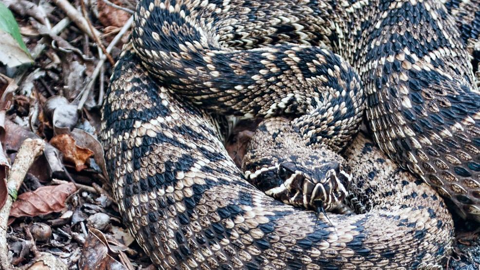 South Carolina Venomous Snake Guide Photo Gallery