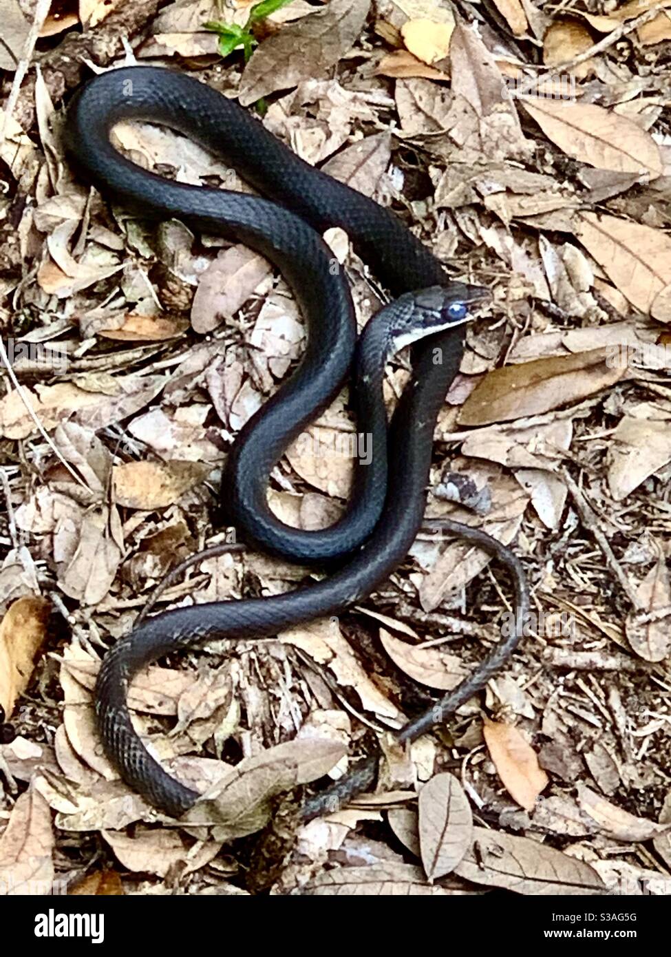 Southern Black Racer Garter Snake Orlando Florida Stock Photo Alamy