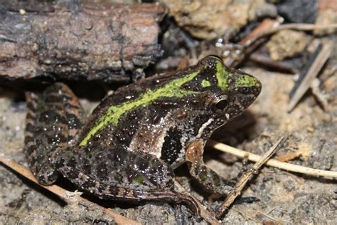 Southern Cricket Frog Facts: Comprehensive Guide