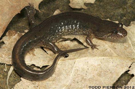 Southern Dusky Salamander Florida Salamanders Inaturalist