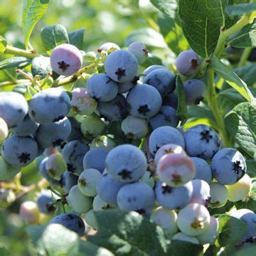 Southern Highbush Blueberry Growing Guide