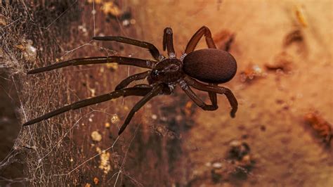 Southern House Spider