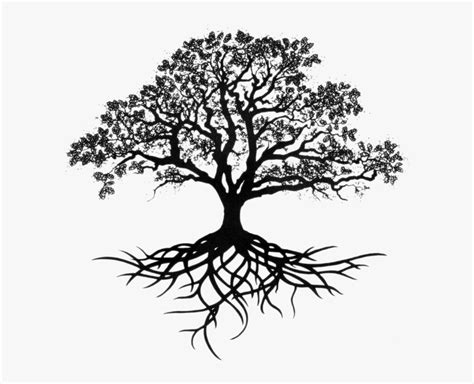 Southern Live Oak Drawing Tree Sketch Live Oak Tree Drawing Hd Png