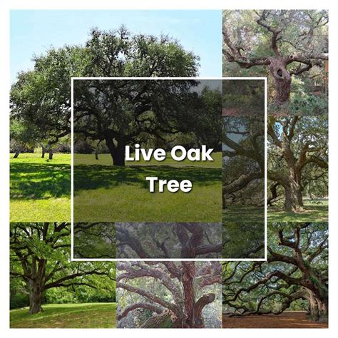 Southern Oak Tree Care: Expert Tips