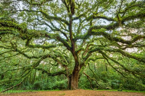 Southern Oak Tree