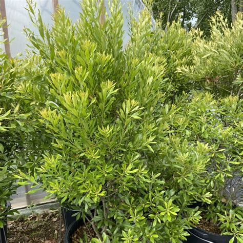 Southern Wax Myrtle Growth Guide