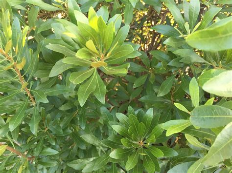 Southern Wax Myrtle Southwest Nursery Wholesale Landscaping