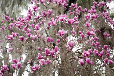 Spanish Moss Flowering