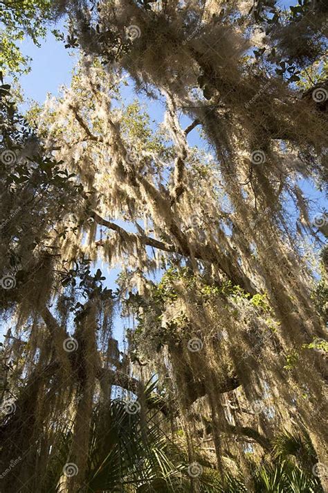 Spanish Moss Hanging From Trees At Lake Kissimmee Park Florida Stock