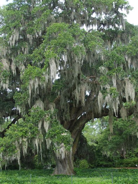 Spanish Moss Tree Pictures Consuelo Markley