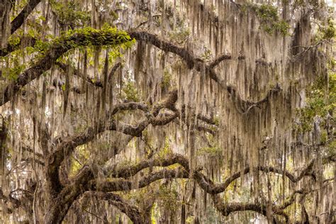 Spanish Moss Trees: Low Maintenance Beauty