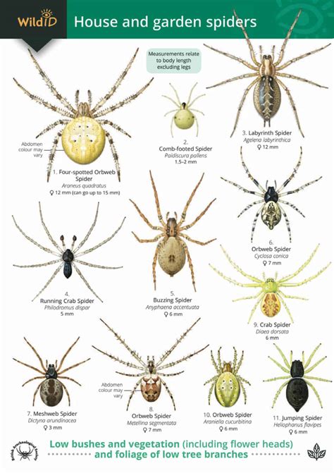 Spider Identification Guide