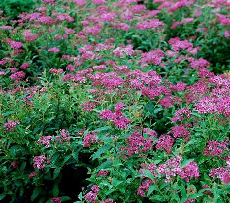 Spiraea Anthony Waterer Flowering Shrubs Plants Etsy Flowering