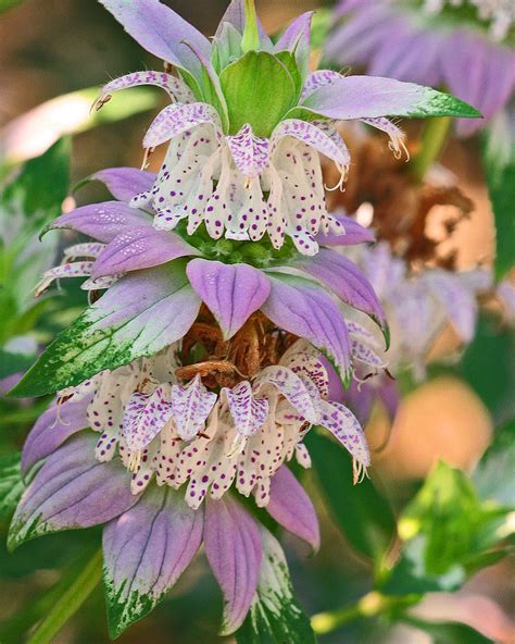 Spotted Beebalm Monarda Punctata Orange County Fl Octo Flickr