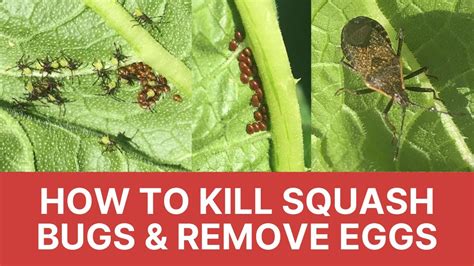 Squash Bug Eggs: Stop Infestations Fast