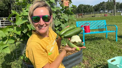 Squash Bugs Small Harvests And Humidity North Central Florida Garden