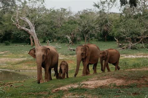 Sri Lanka Safari The Best Of Yala National Park The Planet D