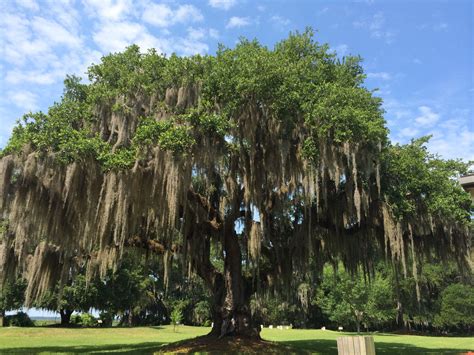 St Simons Island Ga Spanish Moss On Oak Trees Beautiful Oak Tree