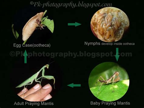 Stages Of A Praying Mantis