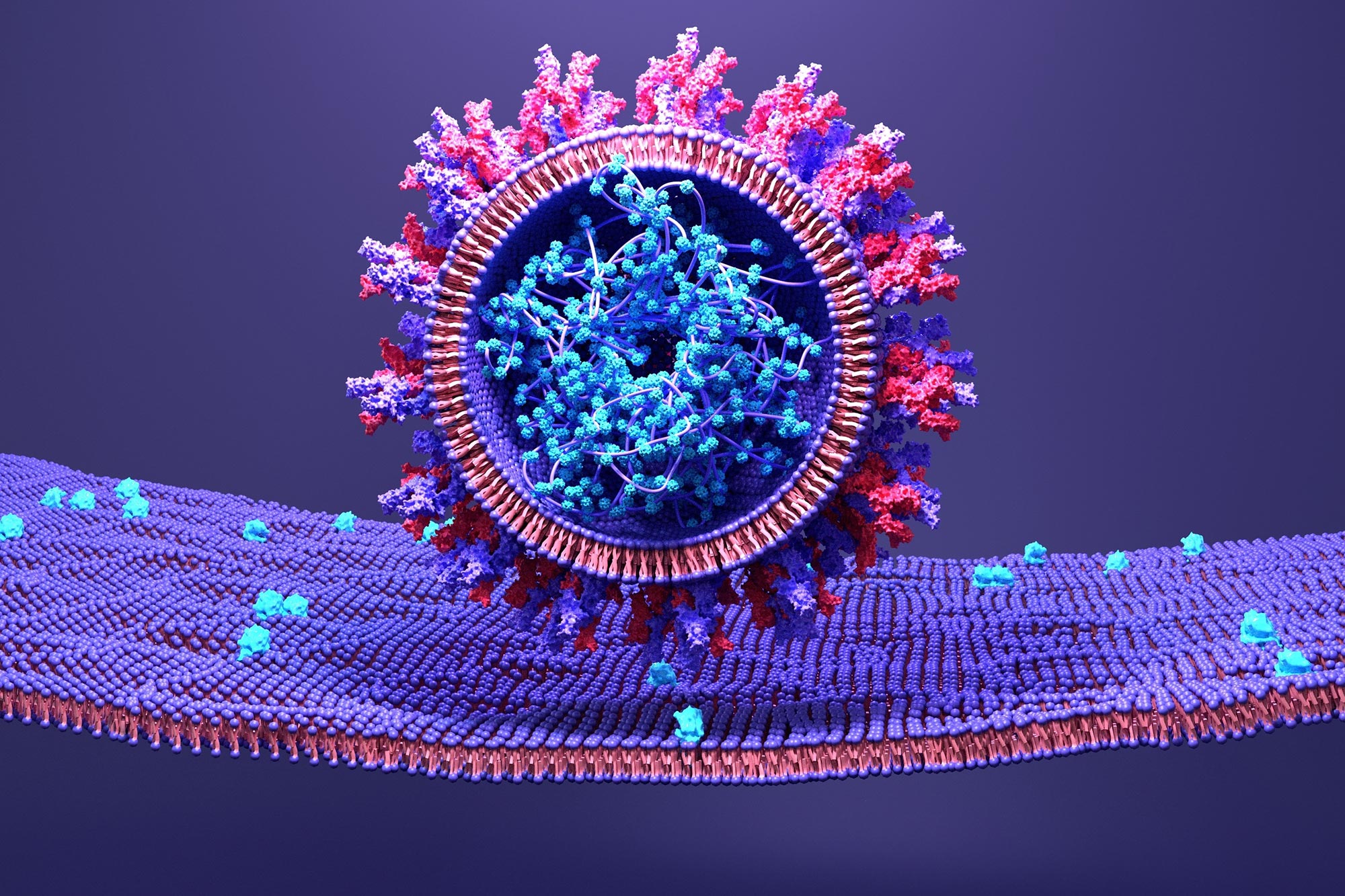 Stanford Medicine Study Sars Cov 2 Infects Fat Tissue Creates