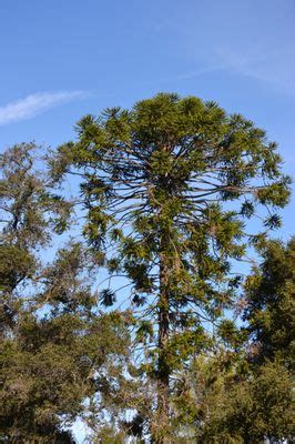 Stanford University Arboretum Updated February 2025 15 Photos 450