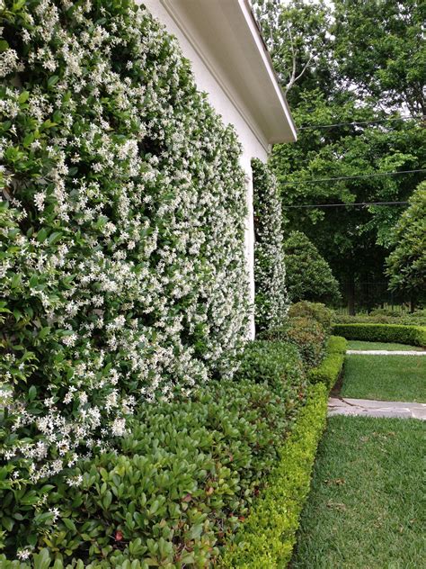 Star Jasmine