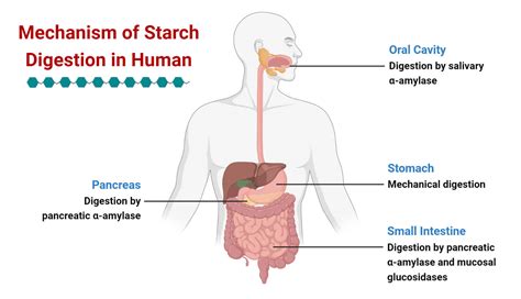 Starch Digesting Enzyme: Eases Digestion Naturally