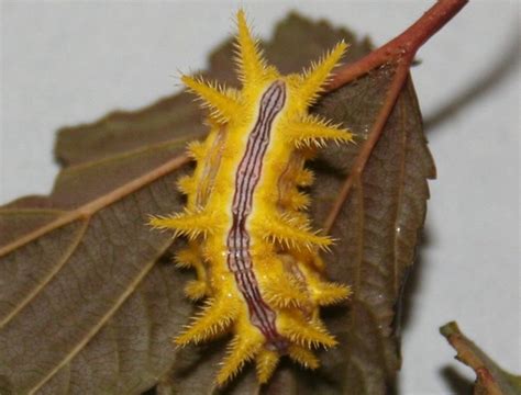 Stinging Caterpillars Identification And Guide Buck Moth Caterpillar