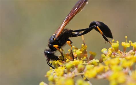 Stinging Insects A Guide To Common Pests In Snohomish Wa