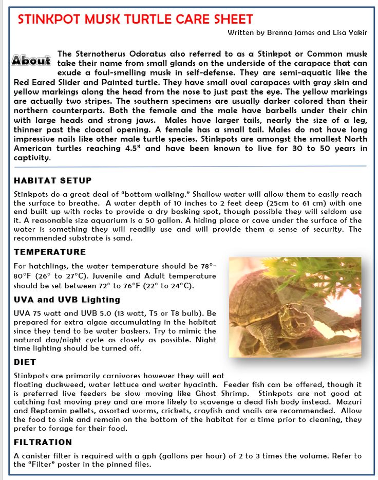 Stinkpot Musk Turtle Care Sheet Turtle Care Musk Turtle Turtle Painting