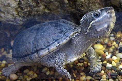 Stinkpot Turtle Facts And Pictures