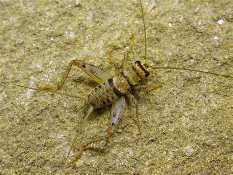 Stone Cricket Cf Tropical House Cricket Nymph Gryllodes Flickr