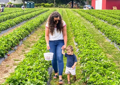 Strawberry Picking In Jacksonville Fl A Guide To Farms Varieties