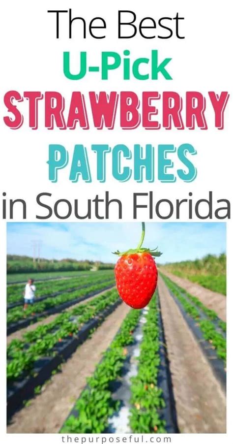 Strawberry Picking In South Florida The Purposeful Nest