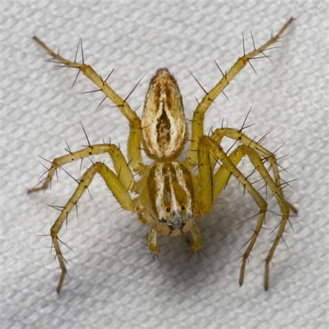 Striped Lynx Spider Oxyopes Salticus