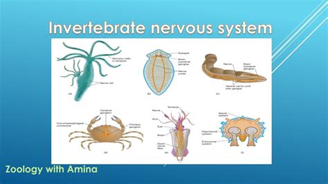 Structure And Function In The Nervous Systems Of Invertebrates