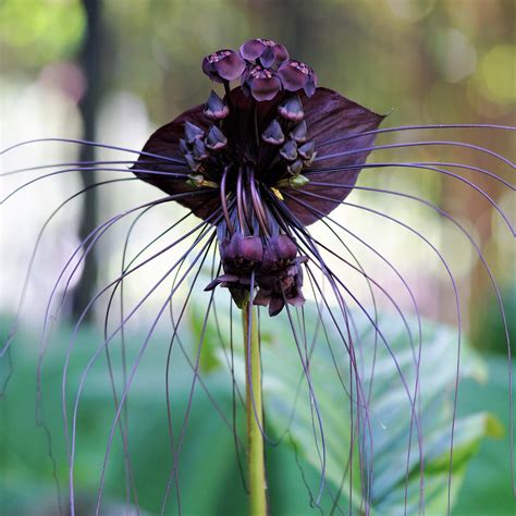 Stunning Black Bat Flower Plant For Sale Tacca Chanterii Easy To