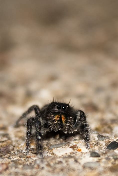 Submitted Pics Jumping Spiders Michigan Spiders