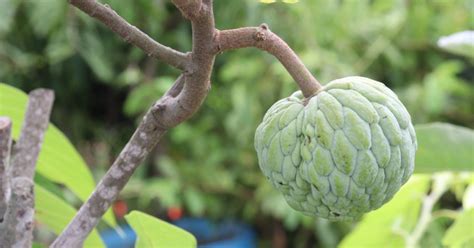 Sugar Apple Tree Glow In Nature