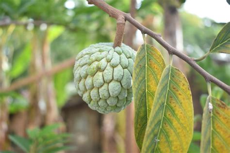 Sugar Apple Trees