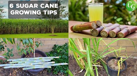 Sugar Cane Seeds Guide: Growing Secrets