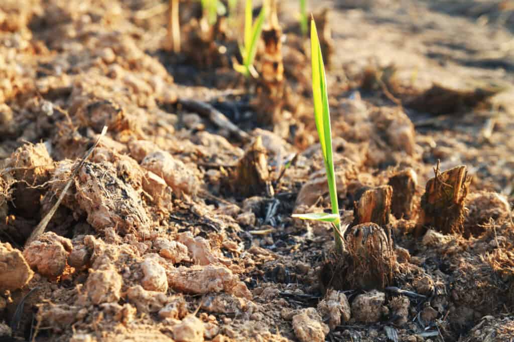 Sugar Cane Seeds How To Grow Sugar Cane At Home A Z Animals