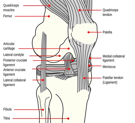 Summit Medical Group Anterior Cruciate Ligament Acl Injury