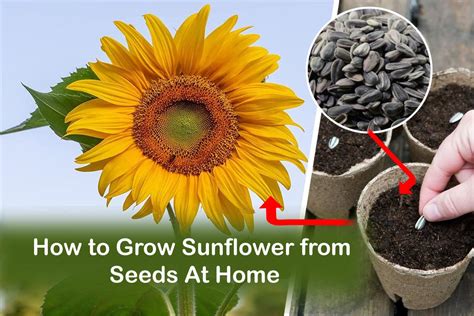 Sunflower With Seeds: Growing Tips Revealed