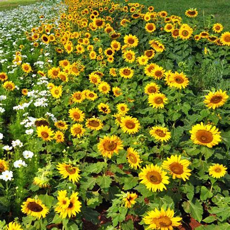 Sunflowers In Georgia: Best Planting Times