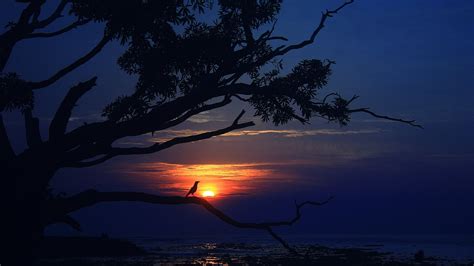 Sunset Sea Tree Bird Dusk Evening Wallpaper 1920X1080 Full Hd