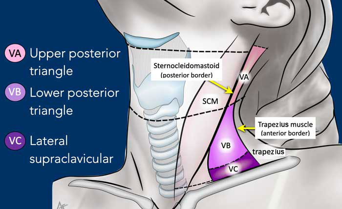 Supraclavicular Lymph Nodes